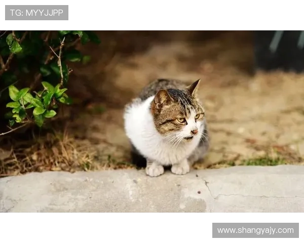 屋顶上的猫与那个不期而遇的夏天:一段命运交织的都市爱情故事 屋顶上的猫与那个不期而遇的夏天:一段命运交织的都市爱情故事